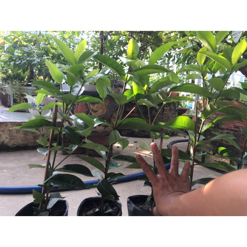 Bông Trang Mỹ Hồng 40cm