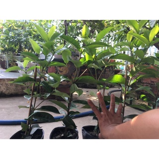 (5cây) Bông Trang Mỹ Hồng 40cm ( cây giống )