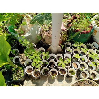 hạt giống cây ích mẫu con