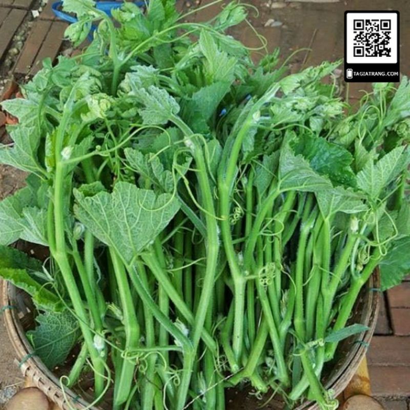 HẠT GIỐNG BÍ SIÊU NGỌN GÓI 20GRAM