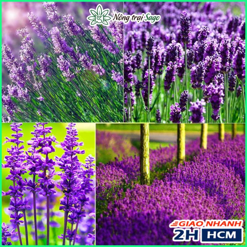 Hạt giống Hoa Oải Hương (Hoa Lavender) - Nông Trại Sago