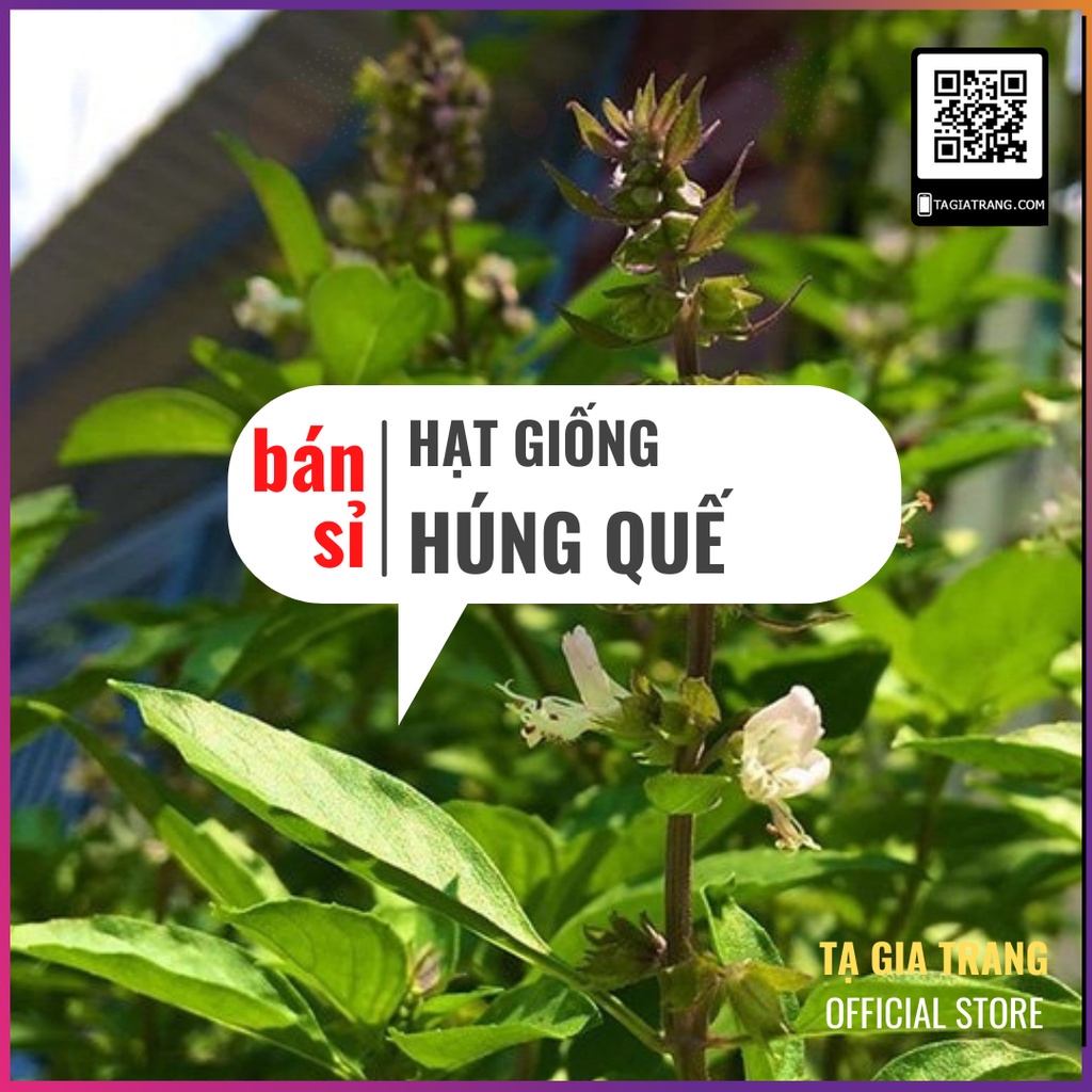 [Bán sỉ] - Hạt giống rau húng quế (húng chó)