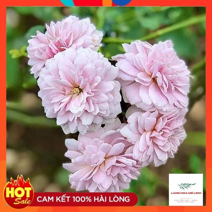 Hoa hồng leo Rainy Blue Rose[ TUYỆT ĐẸP] Nằm trong TOP 10 giống hoa hồng leo Đức đẹp nhất khi về Việt Nam.