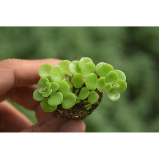 sen đá sedum vảy cá 2-4cm