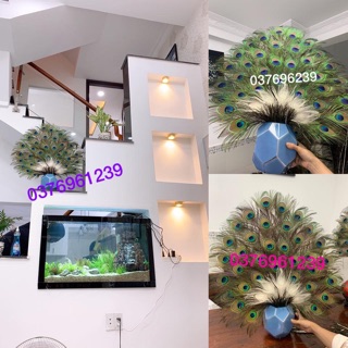 Lông công tự nhiên 100% 9 nhánh loại nhất