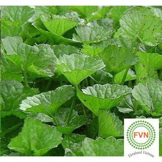 0.3g hạt giống rau má - lá nhỏ trợ giá tốt ưu đãi trong ngày hạ giá tặng túi hạt hot hót lucky