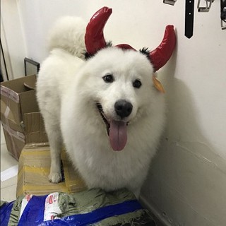 [HÀNG MỚI] ĐỒ HÓA TRANG HALLOWEEN CHO CHÓ MÈO - NÓN SỪNG QUỶ