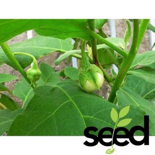 1G - Hạt Giống Cà Dĩa Da Ếch