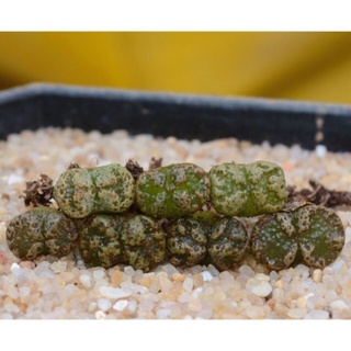 Cây conophytum pellucidum 0.7-0.9cm