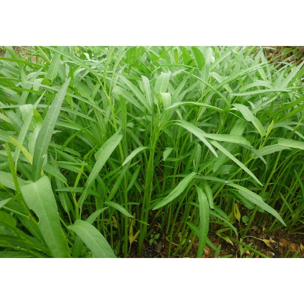 Hạt Giống Rau Muống Lá Tre Thái Lan 50Gr -  - Dễ Trồng, Năng Suất Cao