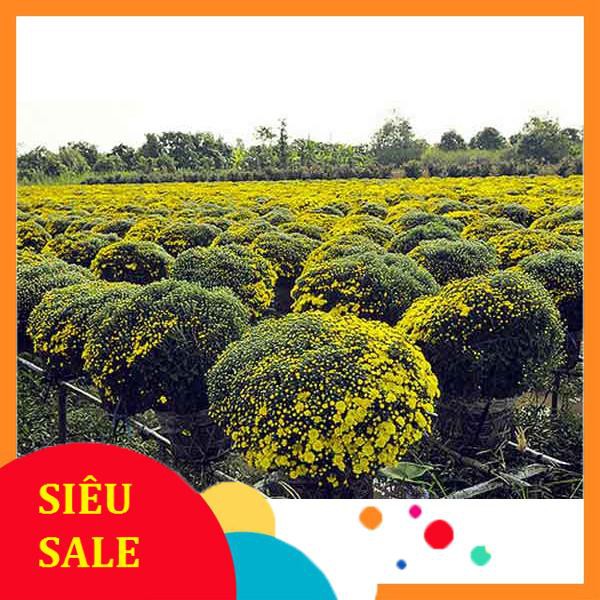 Gói 200 hạt giống cúc mâm xôi  TẾT KHUYẾN MẠI