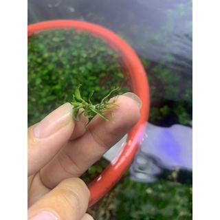 ráy nana petit thái ngọn lẻ