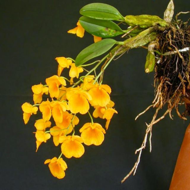 Hoa lan vẩy rồng hàng rừng cao bằng