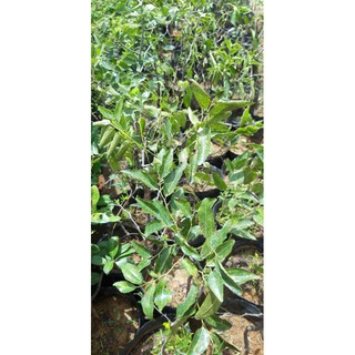 cây táo tầu