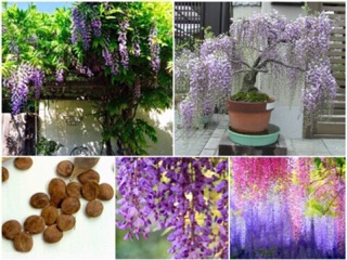 Hạt giống Hoa Tử Đằng (5 hạt)