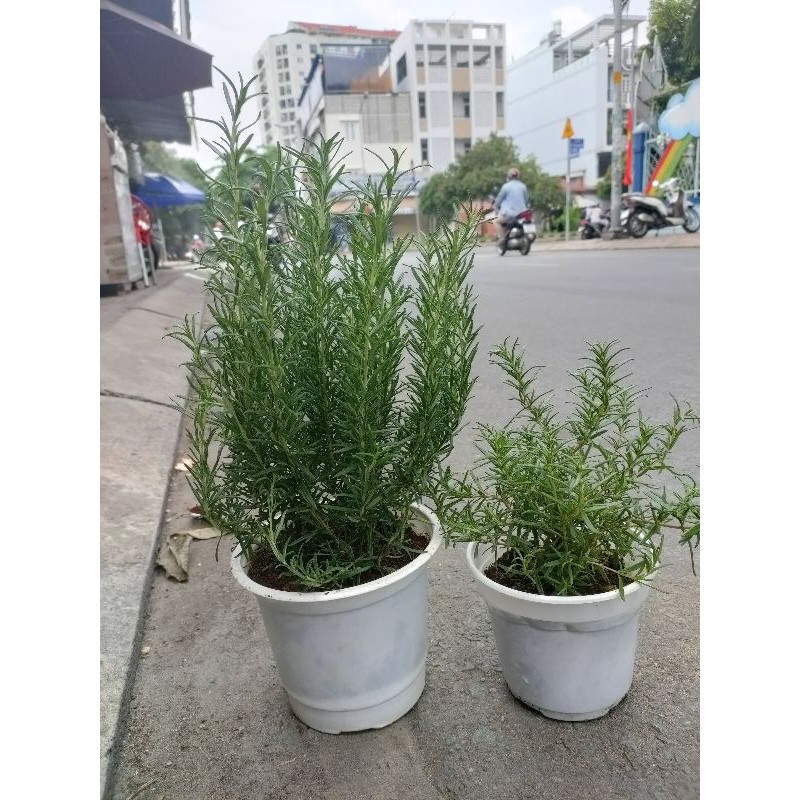 CÂY HƯƠNG THẢO LỚN 25-40cm