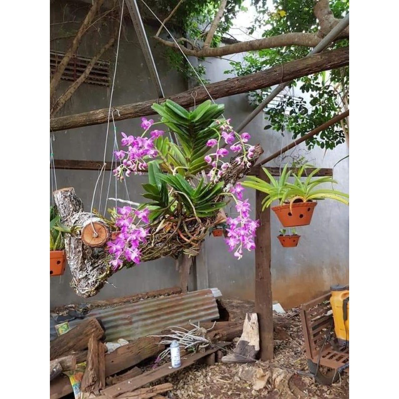 chậu 3 cây quế tím như hình cuối , hoa rất thơm
