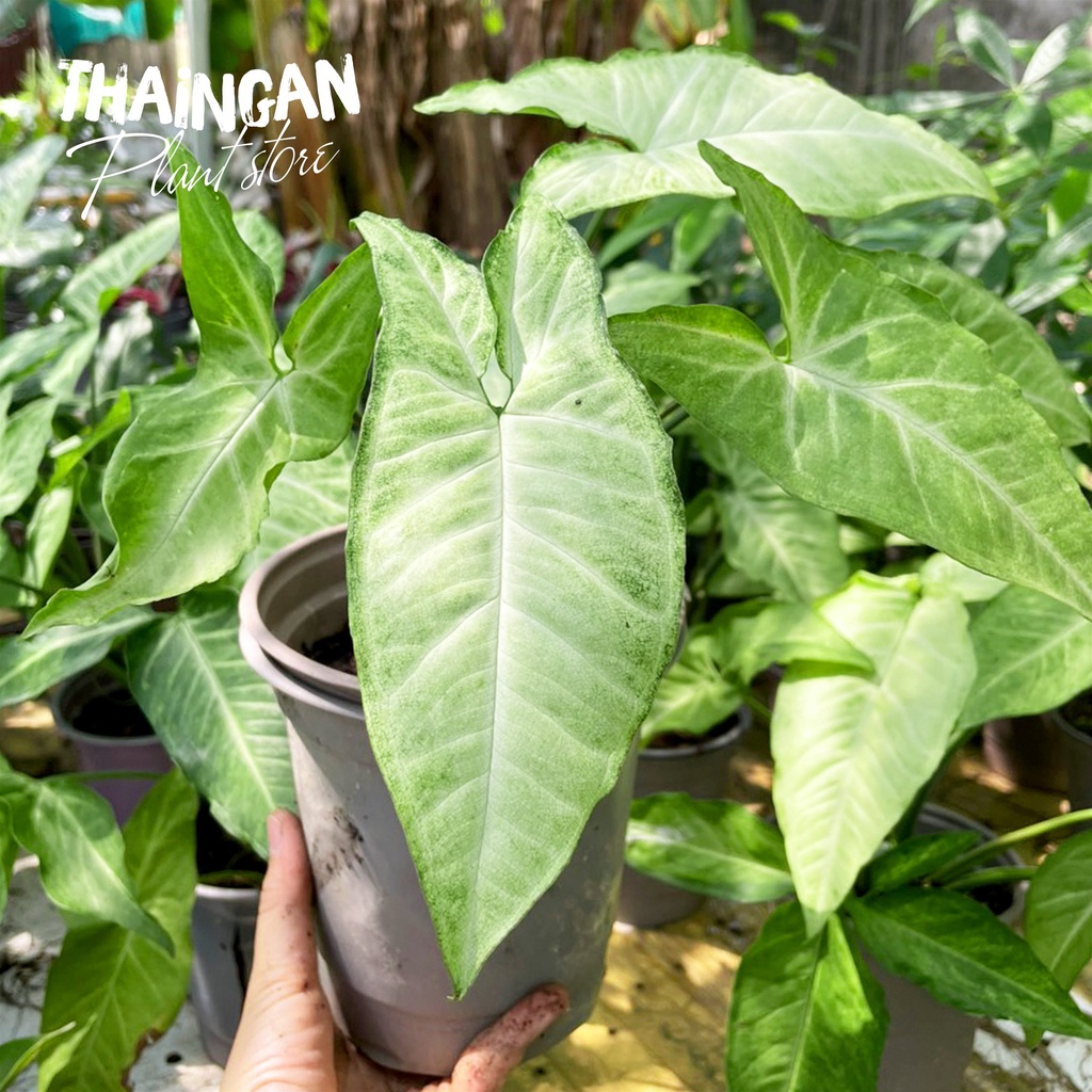 Cây Trầu Bà Trắng  - Vườn Ươm Thái Ngân