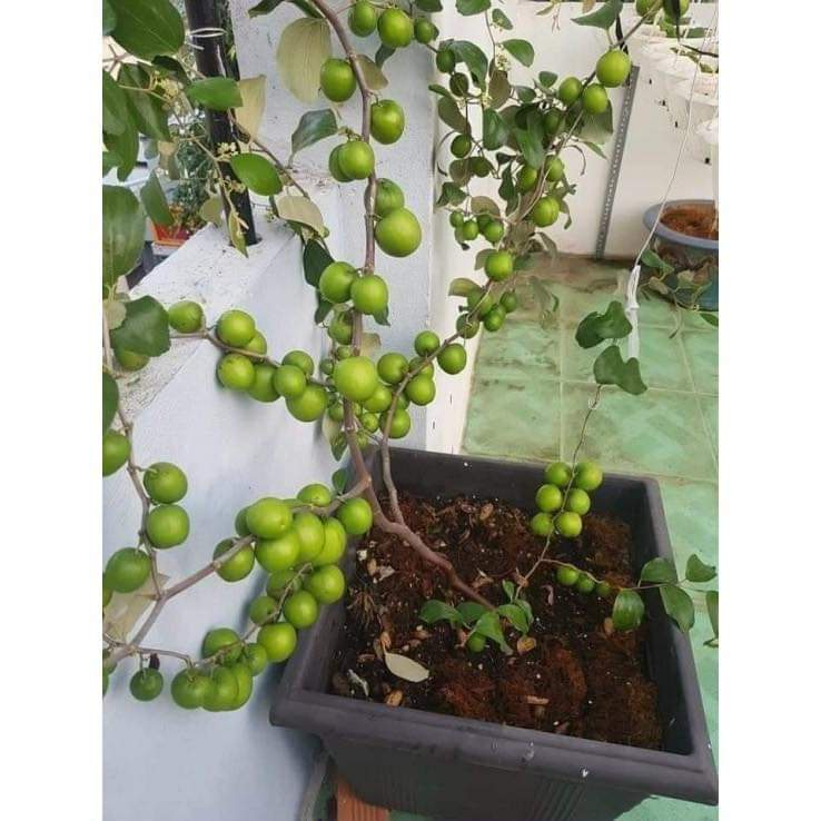 Cây Giống Táo Xanh Thái F1 Siêu Trái