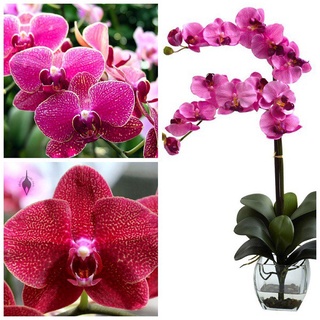 Hạt giống lan hồ điệp nhiều màu giá sỉ