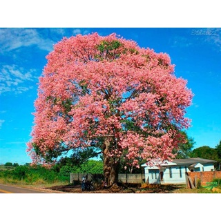 Cây giống Mỹ nhân( thân gỗ)