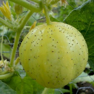 ( Mỹ) Hạt giống dưa chuột chanh Lemon - (30 hạt)