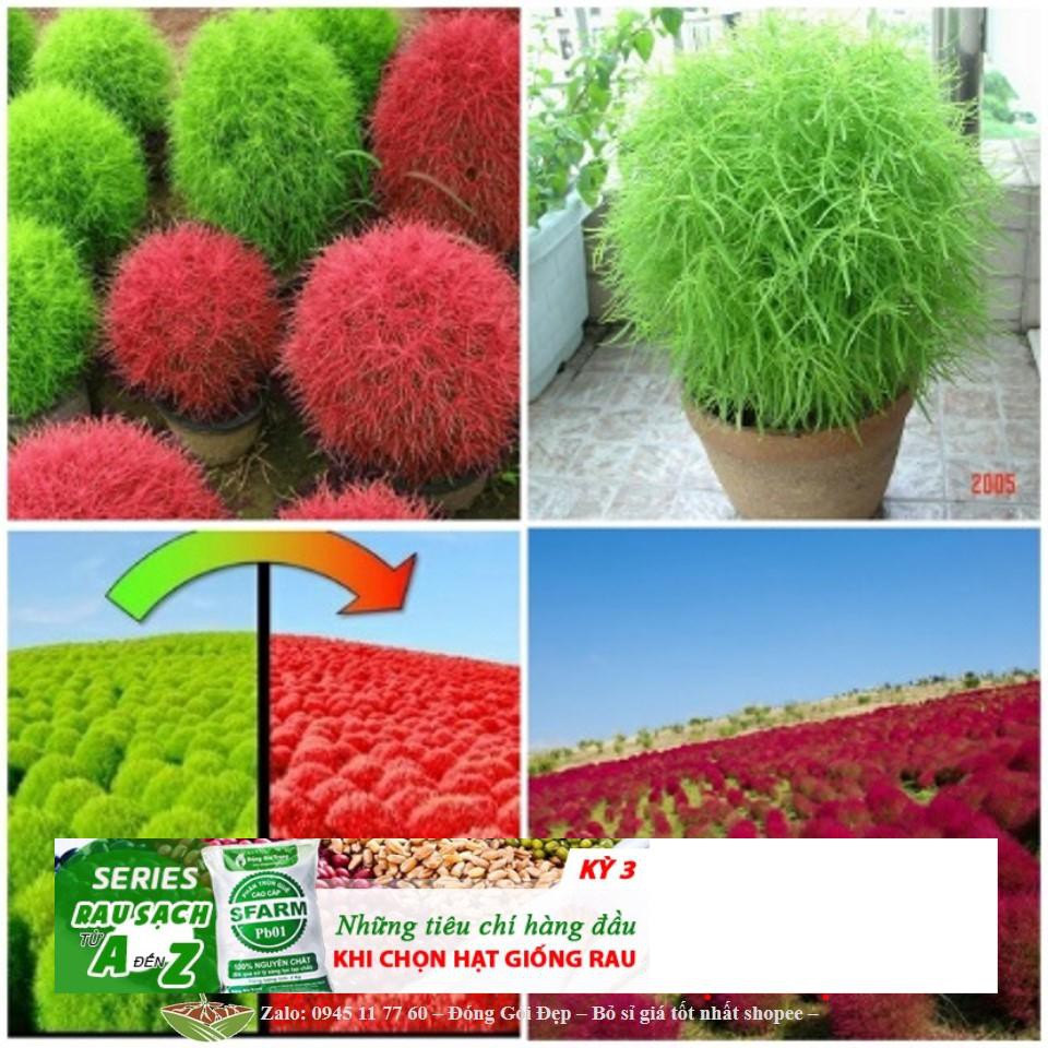 Hạt Giống Cỏ đổi màu Kochia 100 Hạt/ Gói ĐẾN MÙA TRỒNG TẾT