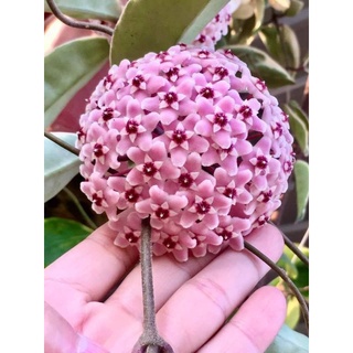Chậu giống hoa cẩm cù lá biên