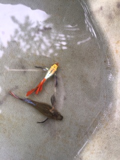 Guppy Dumbo Redtail Ribbon theo cặp đẹp