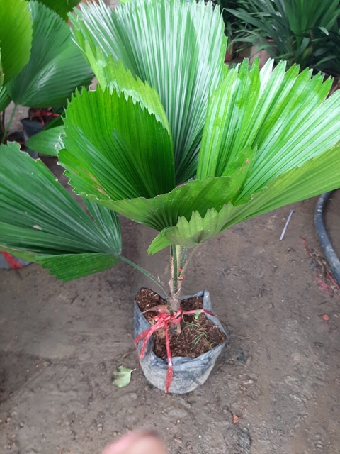 Cây kè Nhật  80cm-90cm