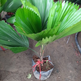 Cây kè Nhật ( cọ nhật) 80cm-90cm