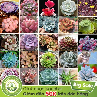 Gói 100 Hạt - 25 Loại Hạt Giống Sen Đá Mix Đủ Loại