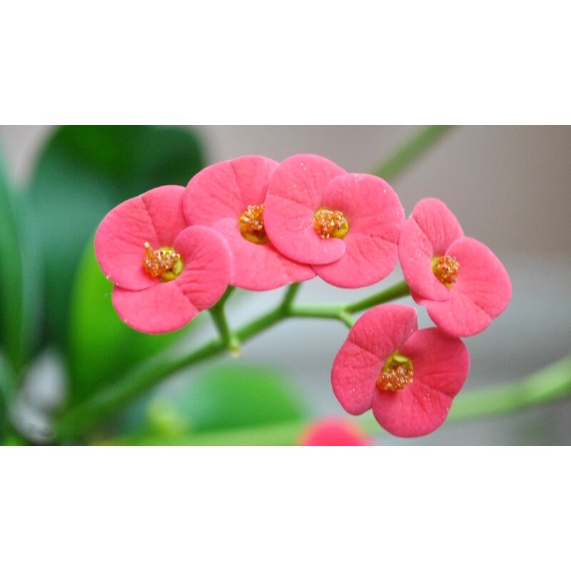 Xương rồng bát tiên hoa đỏ.
