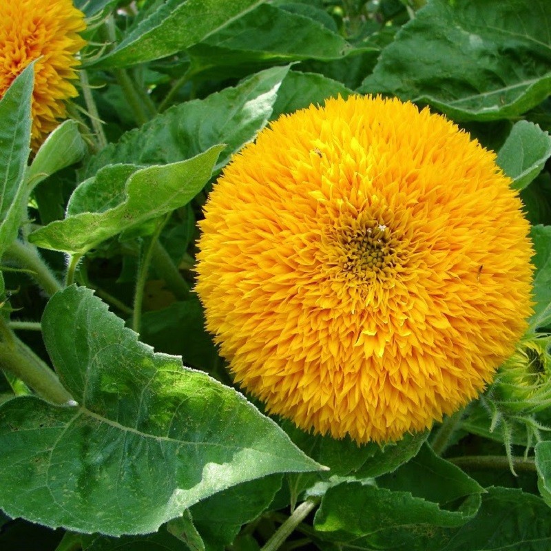 HẠT GIỐNG HOA HƯỚNG DƯƠNG KÉP VÀNG CAM - GÓI 1 GRAM