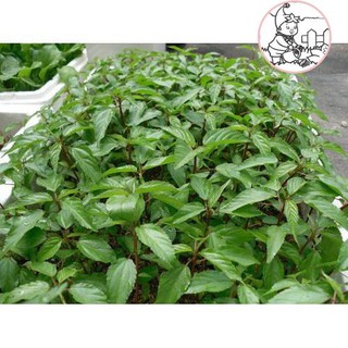 HẠT RAU ĐAY ĐỎ - GÓI 10 GRAM
