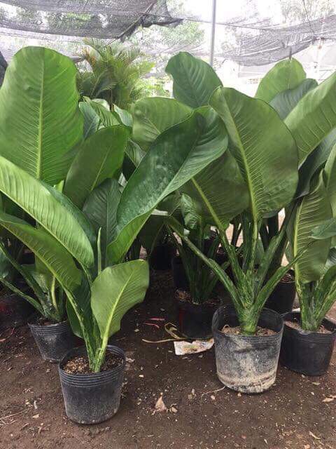 CÂY ĐẠI PHÚ GIA