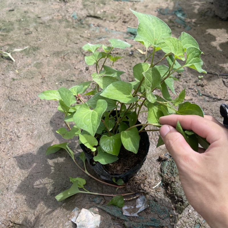Cây RAU DIẾP CÁ  trồng sẵn bịch nhỏ tán ngọn xum xuê,dùng làm gia vị,rau sống