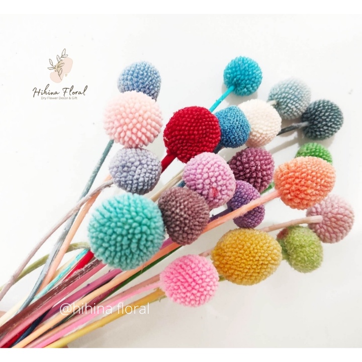 Hoa Khô Billy Ball Cúc Nút Áo Khô Decor Trang Trí, Chụp Ảnh Sản Phẩm