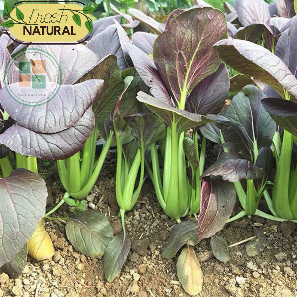Hạt giống rau cải thìa tím (Purple Pakchoi) chịu nhiệt