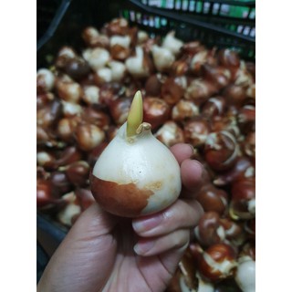   Xả Kho  Combo 10 củ giống hoa TULIP chuẩn Hà Lan đủ 5 màu như hình cho hoa Tết Nguyên Đán 