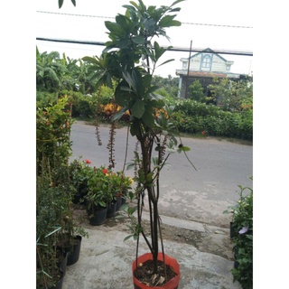 Cây 🌲 Lộc Vừng hoa đỏ lá nhỏ siêu hoa 1m6