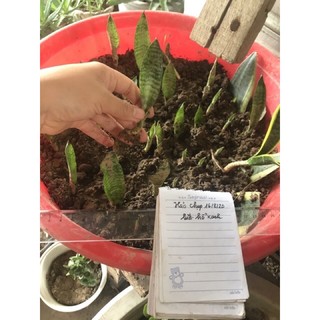 cây lưỡi hổ/ 3cây