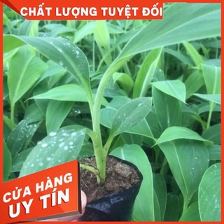 Cây giống chuối tây thái lan cấy mô giống mới năng suất cao chống chịu sâu bệnh tốt
