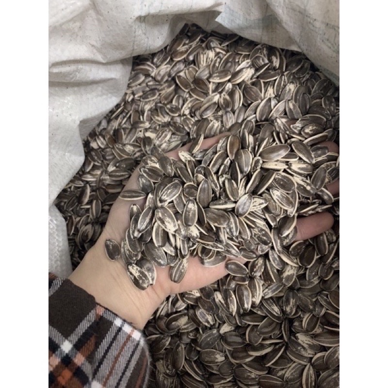 1kg Hướng dương sọc nhỏ cho vẹt size nhỏ, trung