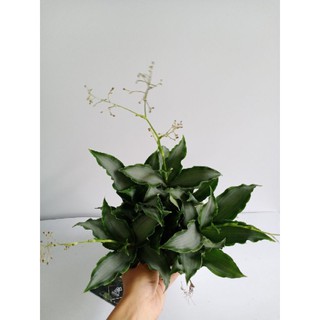 Cây phát tài hoa để bàn