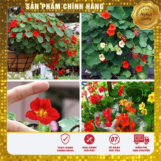 Bộ gói hạt giống hoa Sen cạn