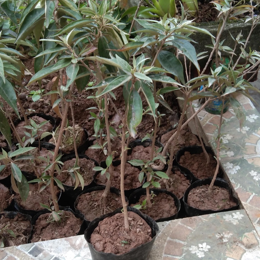 Cây khổ sâm giống cho lá