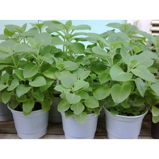 1000 hạt giống húng chanh
