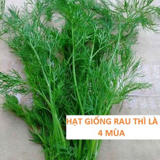 Hạt giống rau thì là, rau gia vị