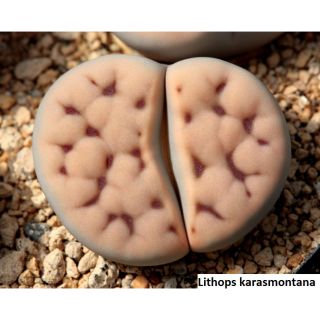 Lithops karasmontana
Size 1cm~1.5cm